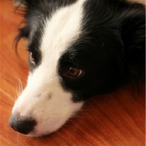 男女同房刮毛视频免费g
